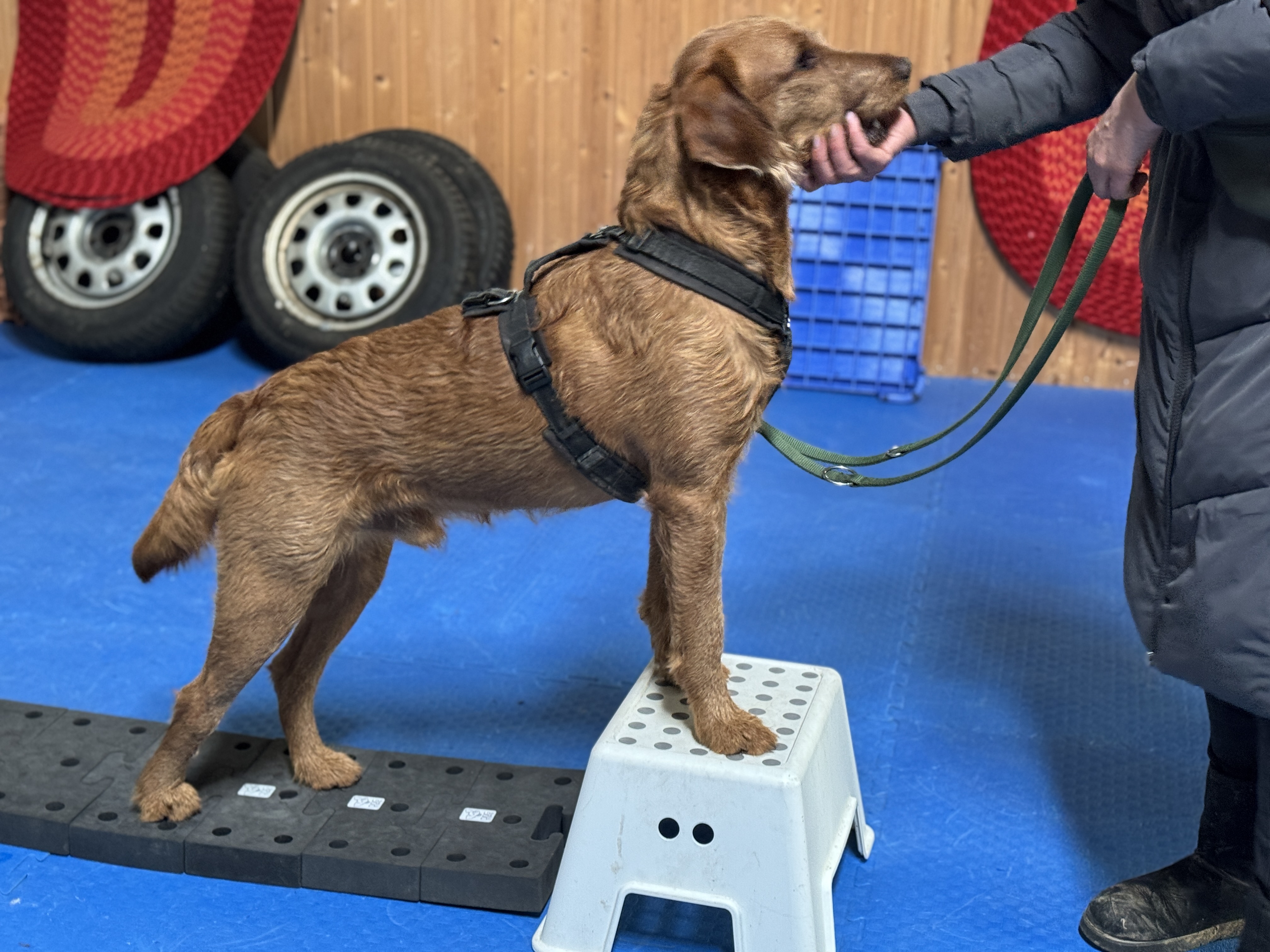 Hund Manni beim Fitnesstraining in der Hundeschule