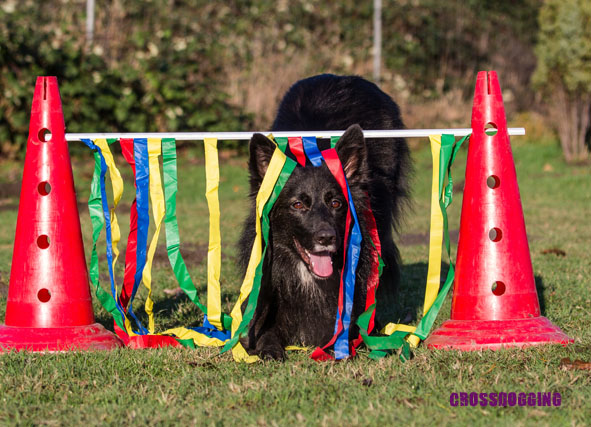 Hund und Halterin beim CrossDogging in der Hundeschule vom Knottenwäldchen