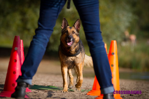 Hundeteam beim CrossDogging Zirkeltraining